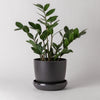 ZZ plant in a black bamboo fibre planter