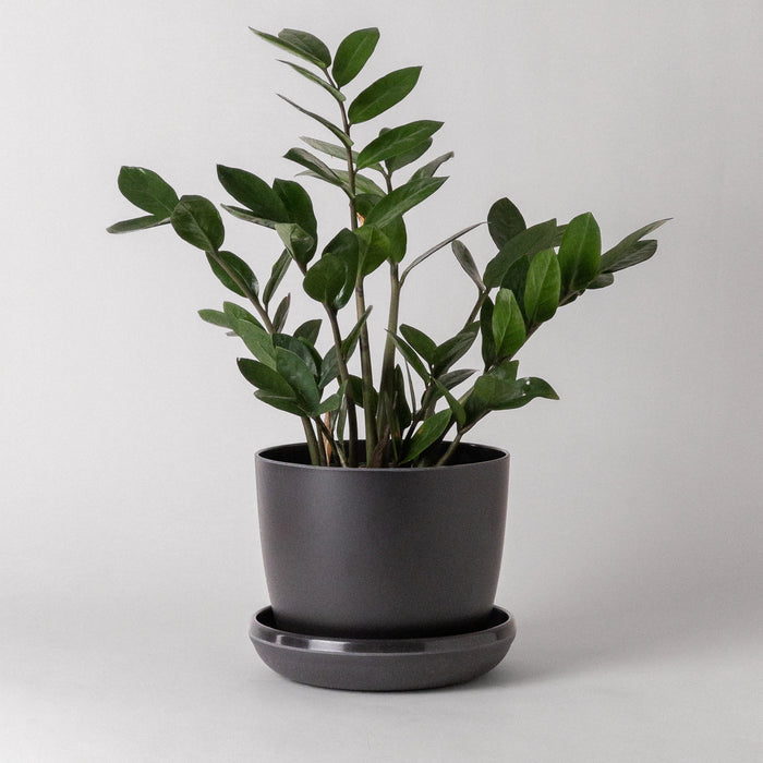 ZZ plant in a black bamboo fibre planter