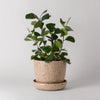 Plant in a speckled coffee bean husk planter