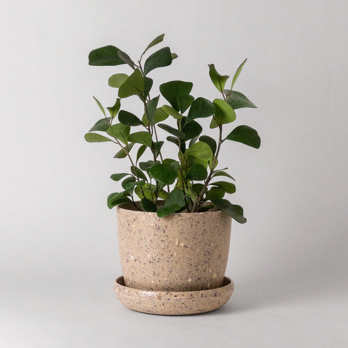 Plant in a speckled coffee bean husk planter