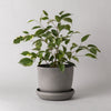 Plant in a wheat husk planter