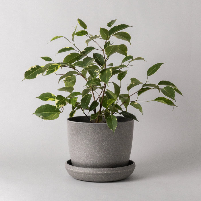 Plant in a wheat husk planter