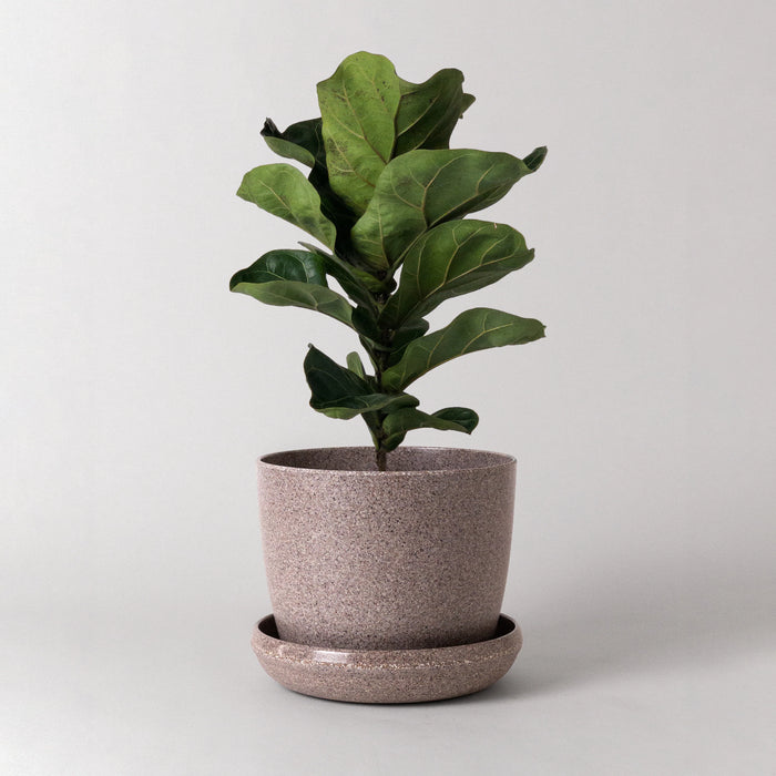 Fiddle leaf fig in a nut husk planter