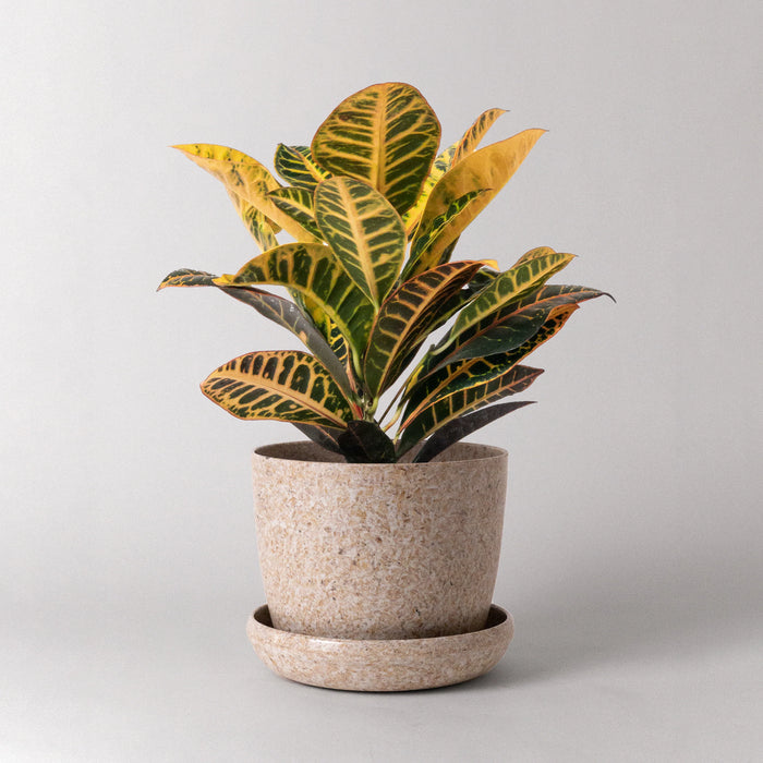 Rice Husk Planter