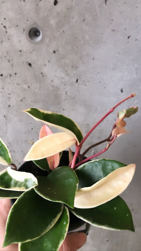 Hoya Krimson Queen vine with variegated leaves