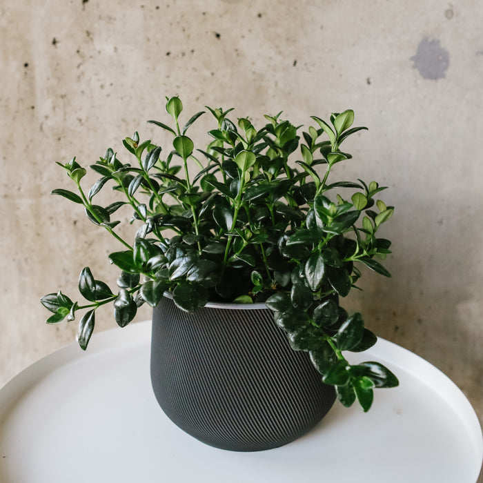 Goldfish plant in a dark pot