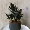 Raven ZZ with near-black leaves in a dark pot