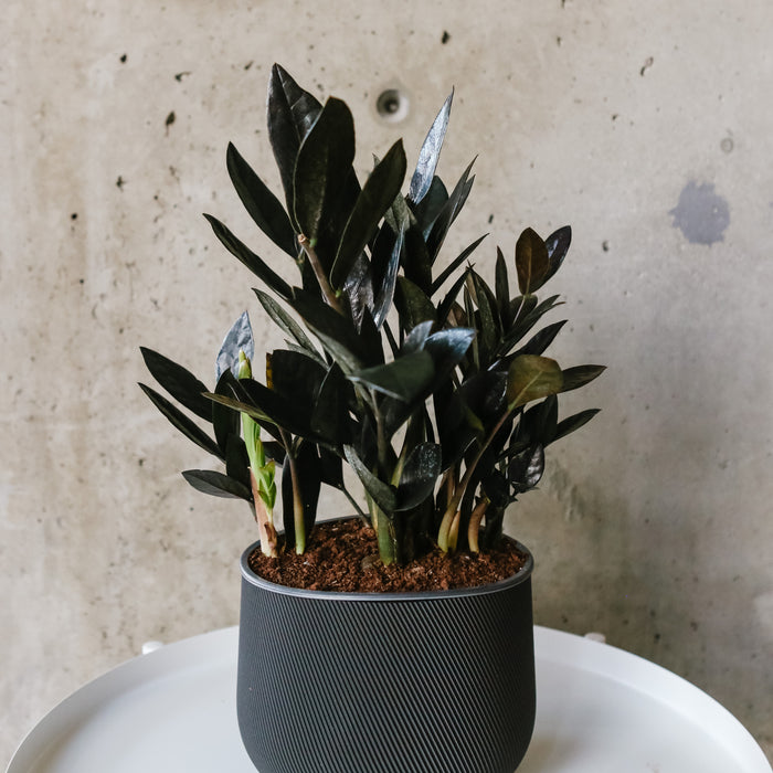 Raven ZZ with near-black leaves in a dark pot