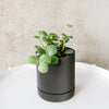 Peperomia Hope in a black pot