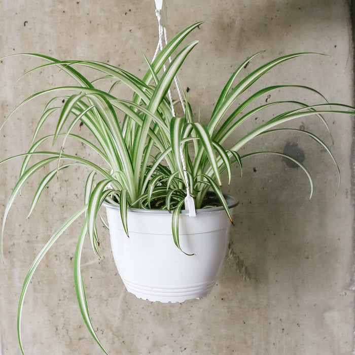Variegated spider plant in a white pot