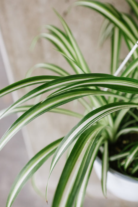 Variegated spider plant with arching striped leaves