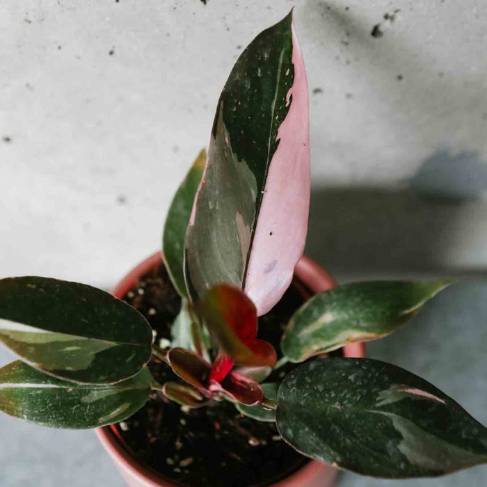 Pink Princess philodendron leaves with pink variegation