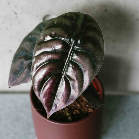 Alocasia Red Secret in a pot