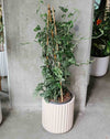 Monstera adansonii on a pole in a white ribbed pot