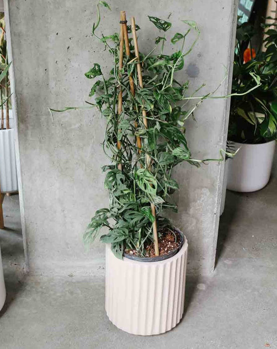 Monstera adansonii on a pole in a white ribbed pot