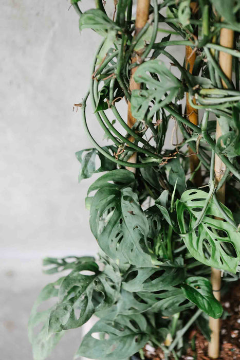Monstera adansonii climbing a tall support