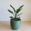 Bird of paradise in a teal ceramic pot