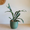 Staghorn fern in a green pot