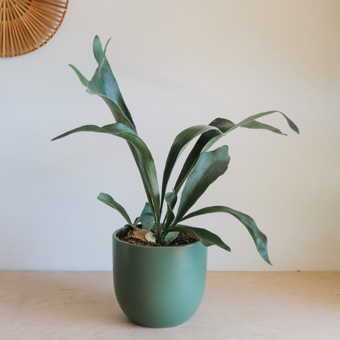 Staghorn fern in a green pot