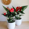 Two red-flowering anthuriums in white pots
