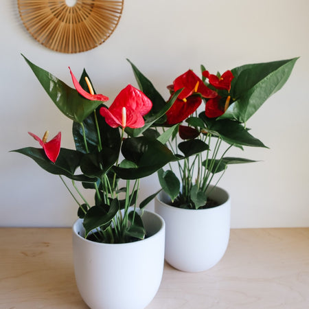 Two red-flowering anthuriums in white pots