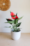 Red anthurium in a white pot