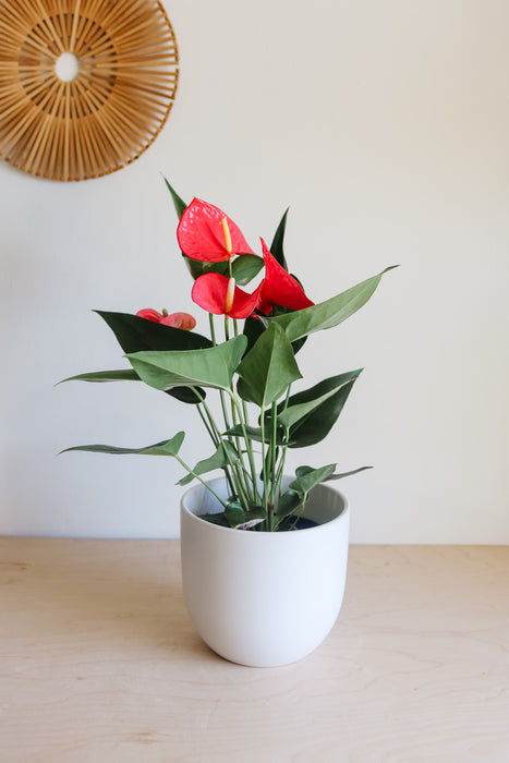 Red anthurium in a white pot