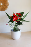 Red anthurium with several blooms in a white pot