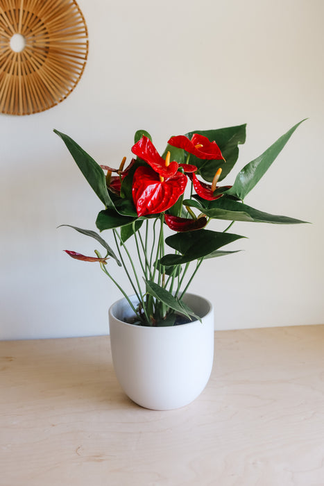 Red anthurium with several blooms in a white pot