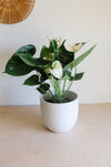 White-flowering anthurium in a white pot