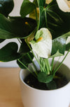 Close-up of white anthurium flowers