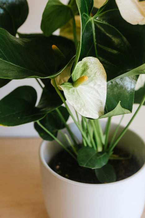 Close-up of white anthurium flowers