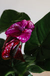 Close-up of a purple-pink anthurium flower