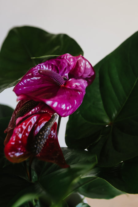 Close-up of a purple-pink anthurium flower