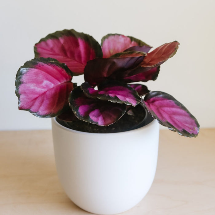 Calathea Rosy