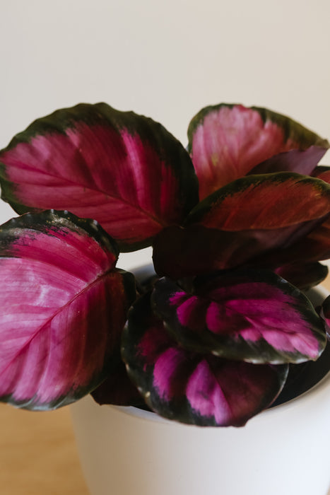 Calathea Rosy