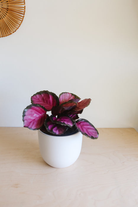 Calathea Rosy