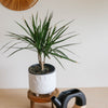 Dracaena marginata in a white pot on a wooden stand