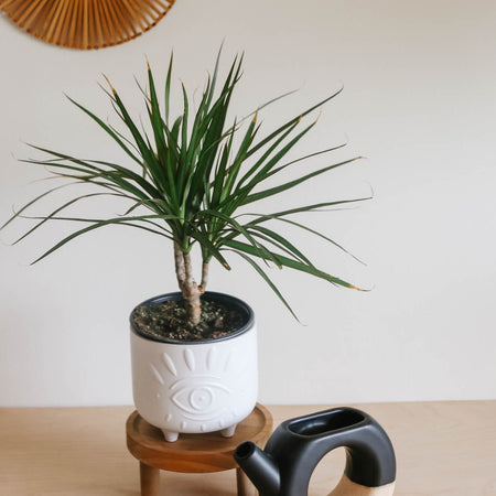 Dracaena marginata in a white pot on a wooden stand