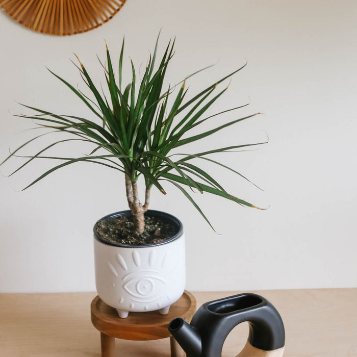 Dracaena marginata in a white pot on a wooden stand