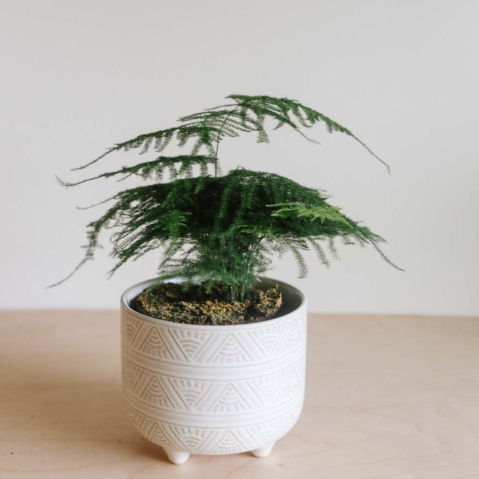 Plumosa fern in a white pot
