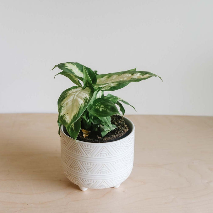 Dieffenbachia (Assorted)
