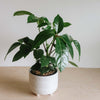Schefflera Alpine in a white pot