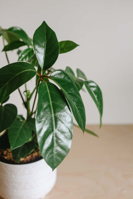 Schefflera Alpine in a white pot against a grey wall