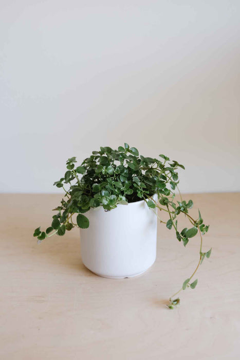 Pilea Depressa