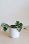 Small satin pothos in a white pot