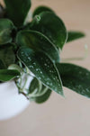 Satin pothos leaves