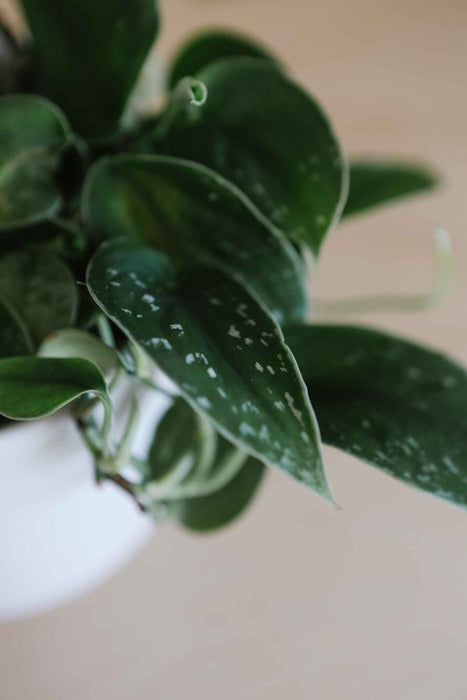 Satin pothos leaves