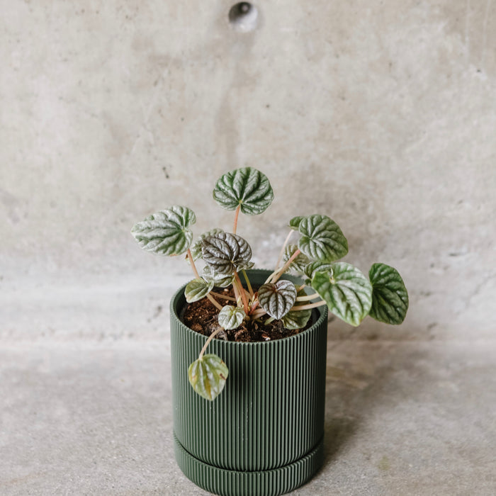 Small plant in an olive Hemlock planter