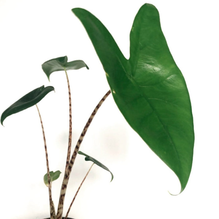 Alocasia Zebrina